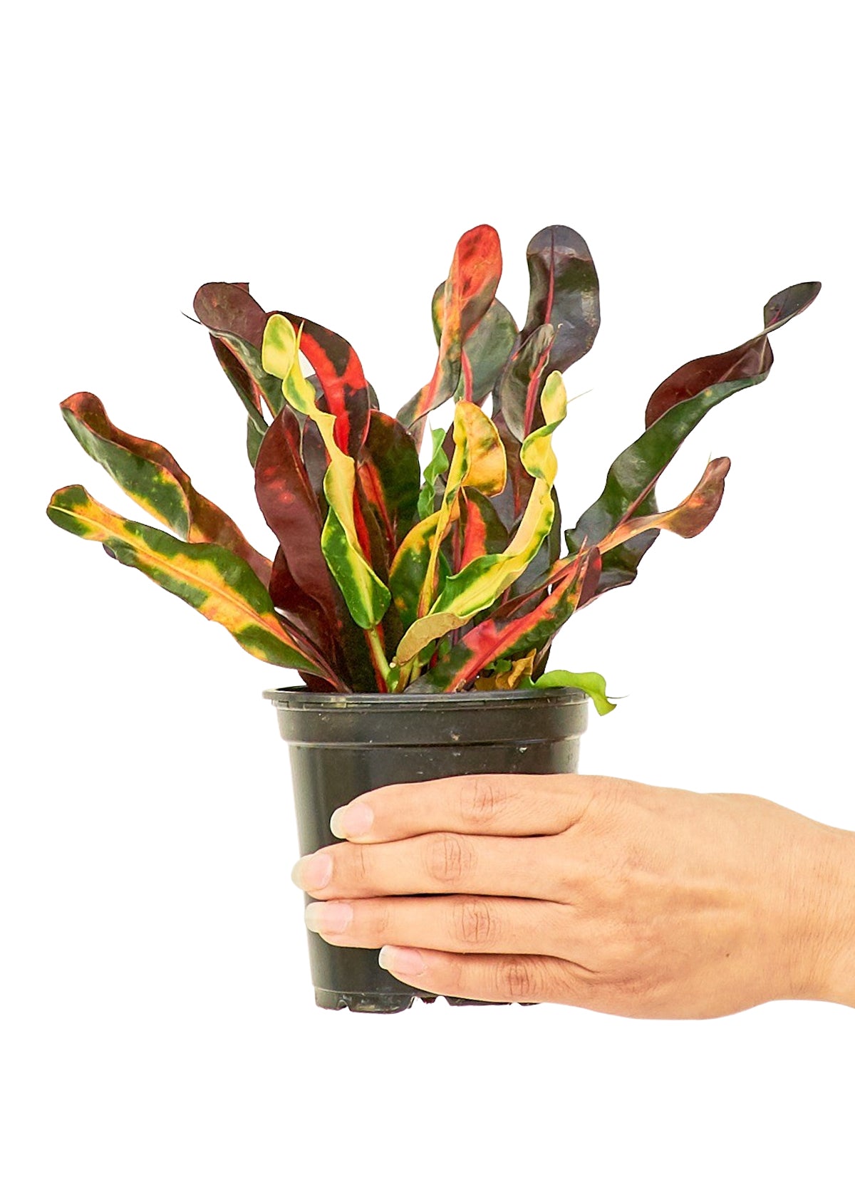 Variegated Croton live houseplant – vibrant green, red, and yellow variegated leaves, held by hand, 4" pot, shipped from Florida
