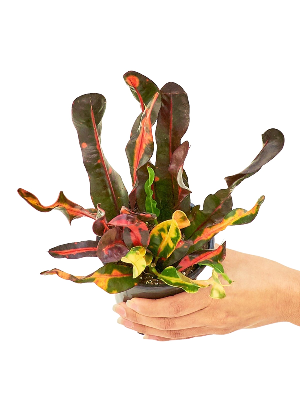 Variegated Croton live houseplant – vibrant green, red, and yellow variegated leaves, held in hand, 4" pot, shipped from Florida