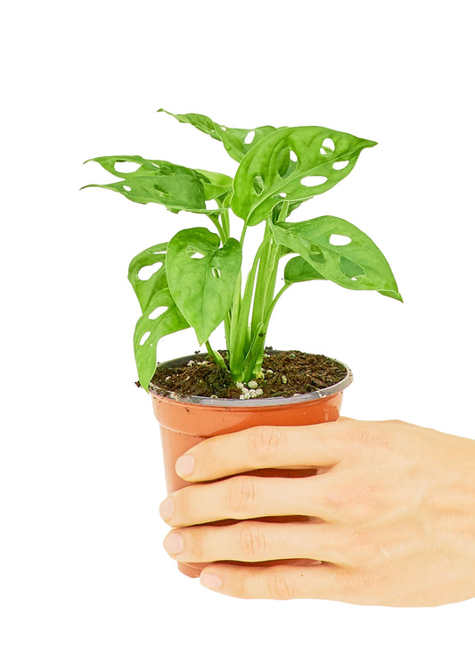 Swiss Cheese Vine live houseplant – medium to bright indirect light, 4" pot, held in hand, shipped from Florida