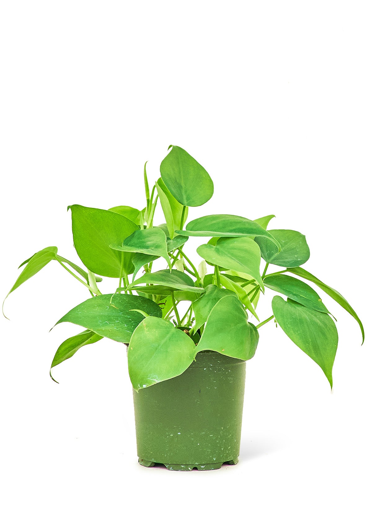 Sweetheart Philodendron live houseplant – heart-shaped leaves, 4" pot, shipped from Florida