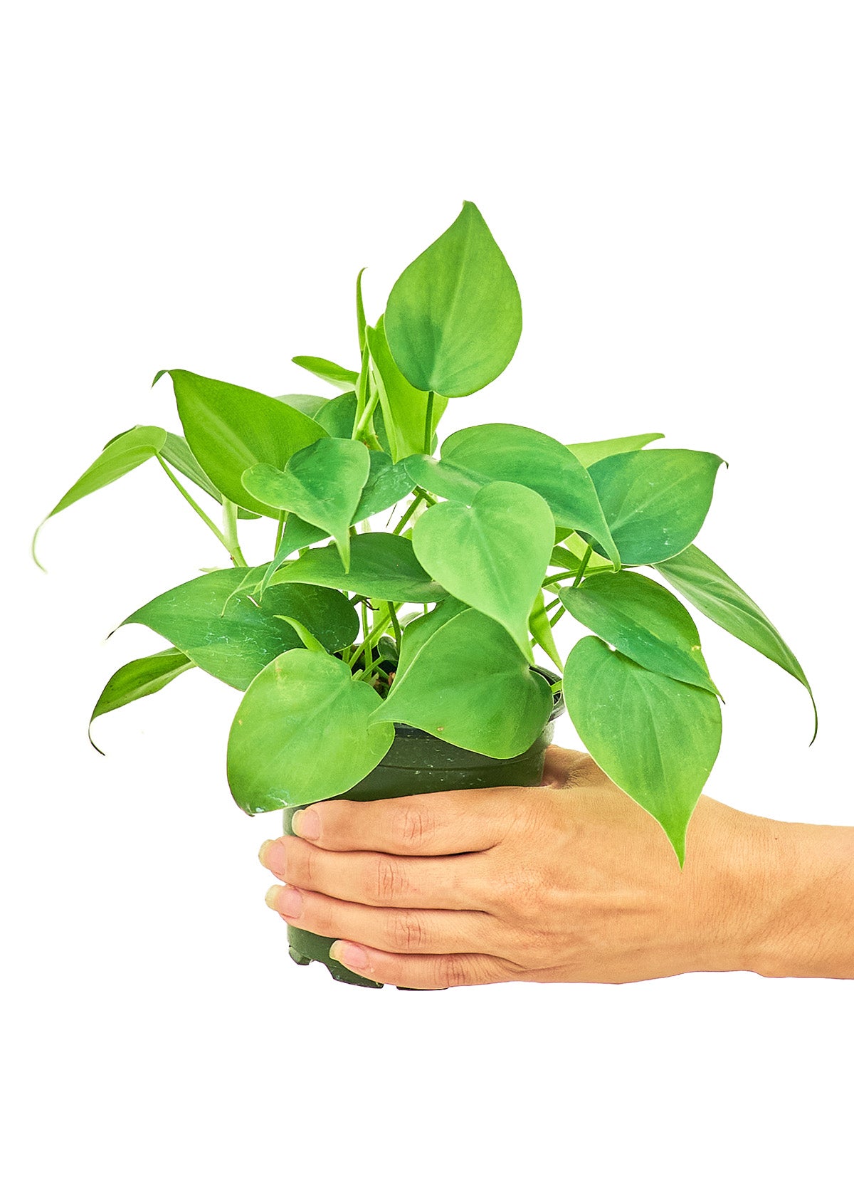 Sweetheart Philodendron live houseplant – heart-shaped leaves, 4" pot, held in hand, shipped from Florida