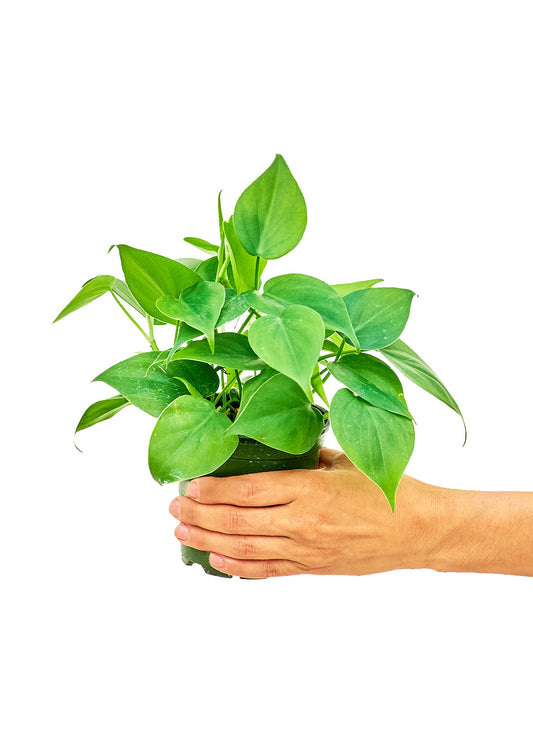 Sweetheart Philodendron live houseplant – heart-shaped leaves, 4" pot, held in hand, shipped from Florida