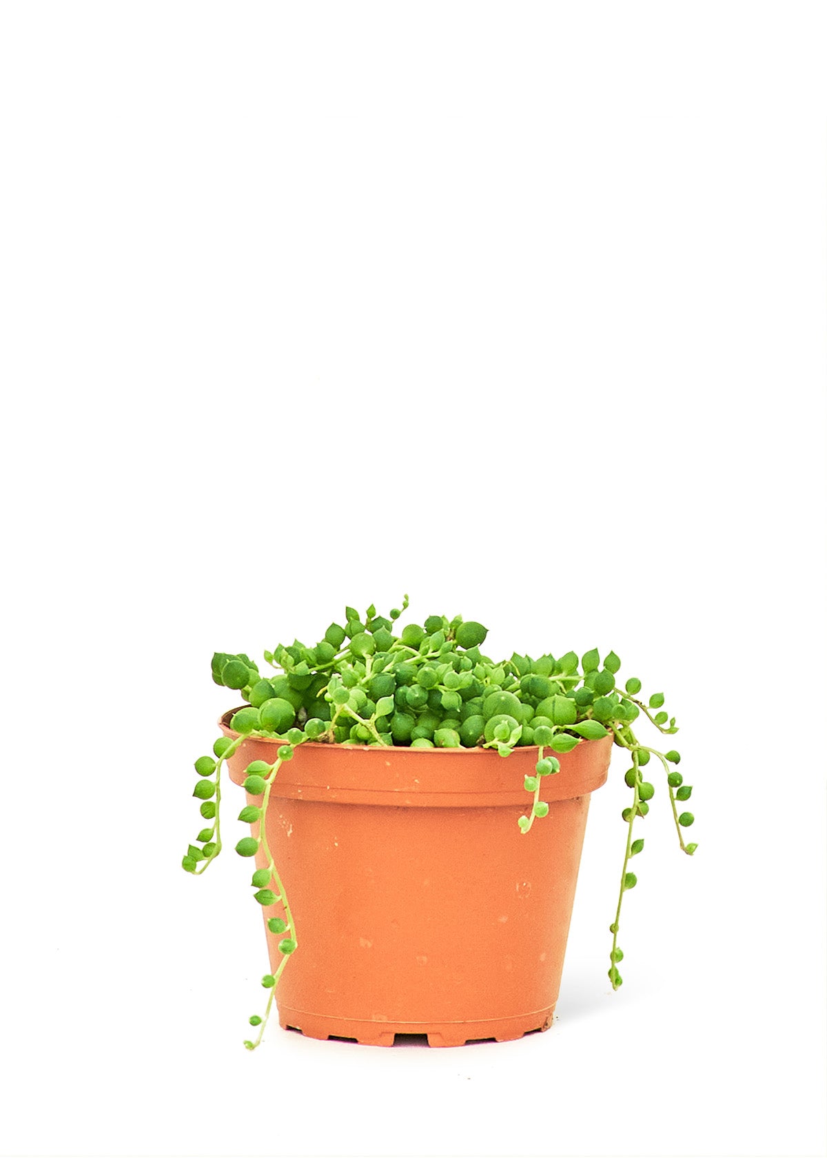 String of Pearls live houseplant – cascading succulent, terra‑cotta pot, 4" pot, shipped from Florida