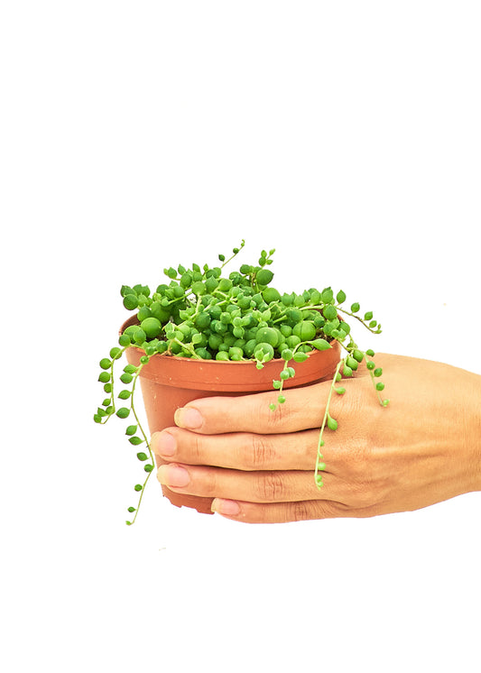 String of Pearls live houseplant – cascading succulent, 4" pot, held in hand, shipped from Florida