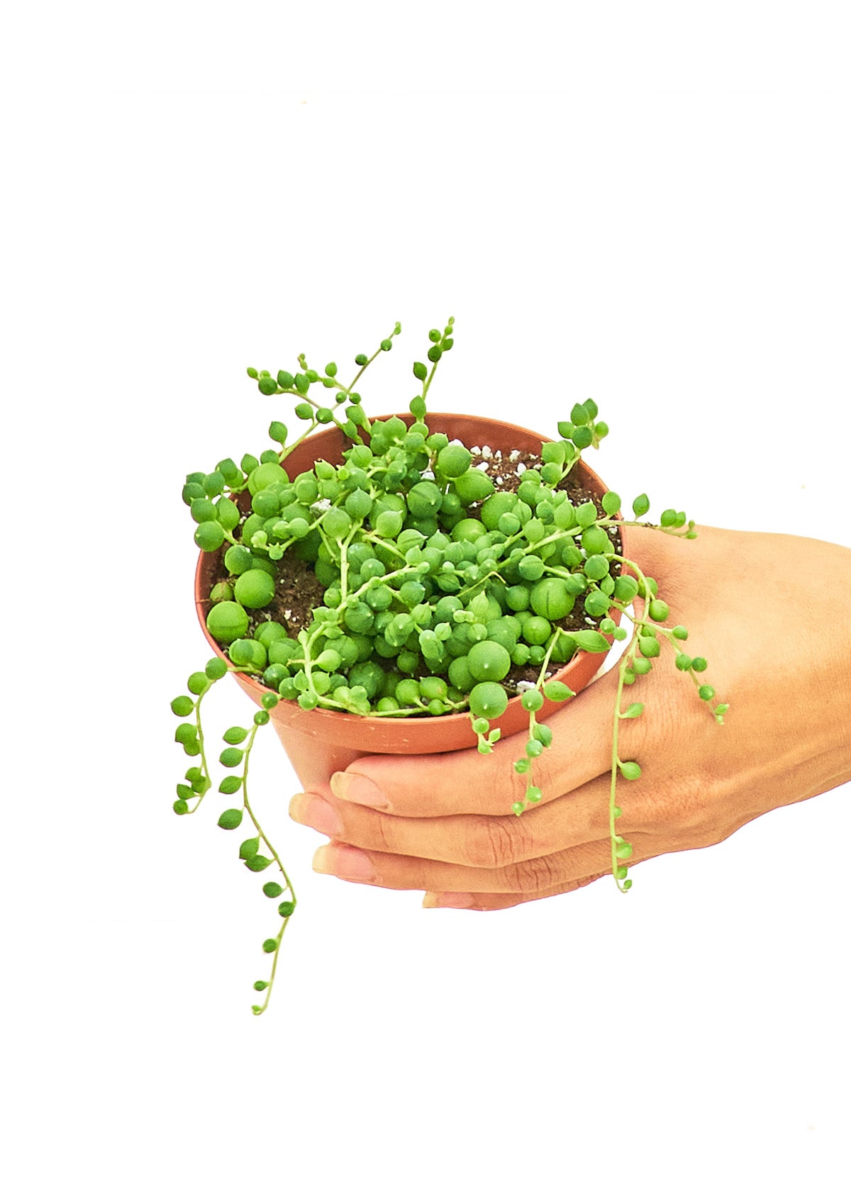 String of Pearls live houseplant – cascading succulent, 4" pot, held in hands, shipped from Florida