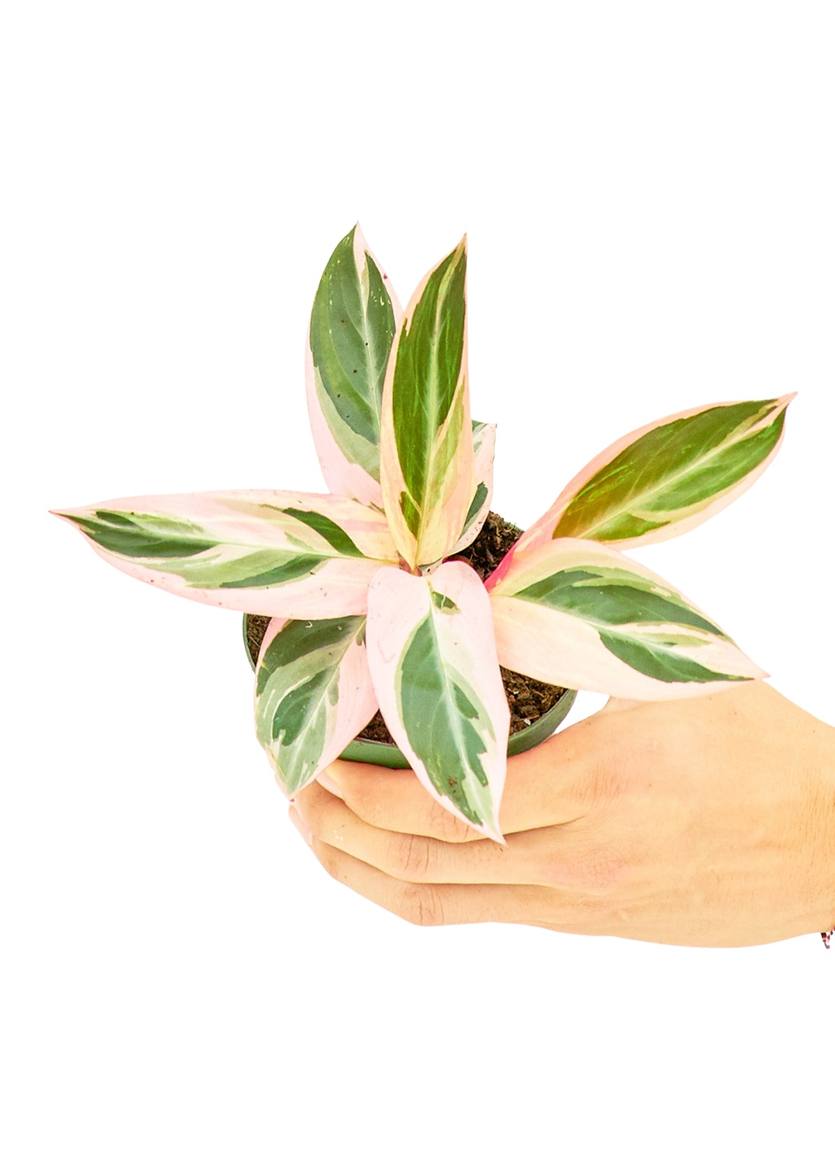 Stromanthe 'Triostar' live houseplant – pink and green variegated leaves, held in hand, 4" pot, shipped from Florida