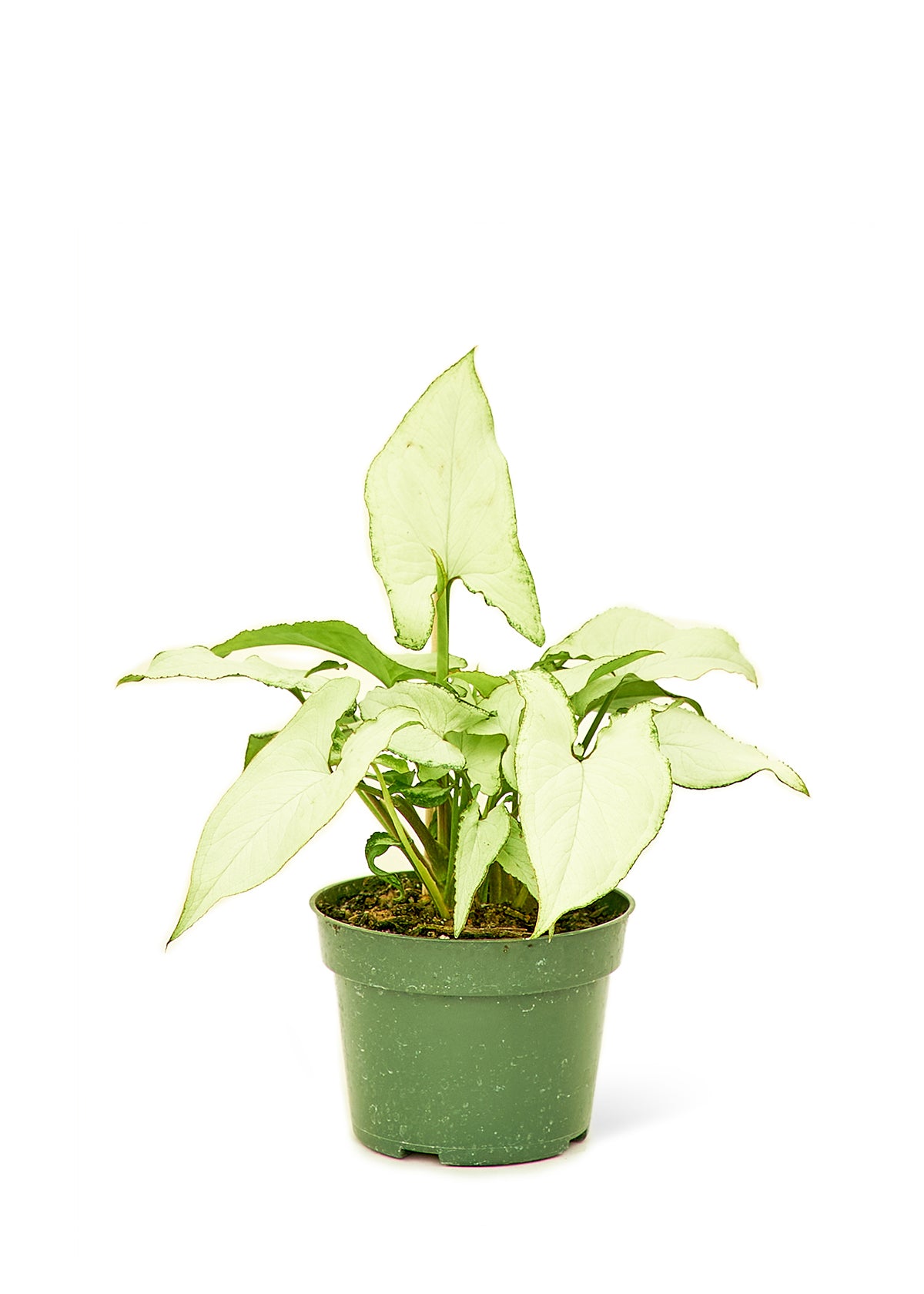 Blackwater Nursery white arrowhead plant houseplant, small 4-inch pot – medium to bright indirect light, wholesale and retail, shipped from Naples, Florida