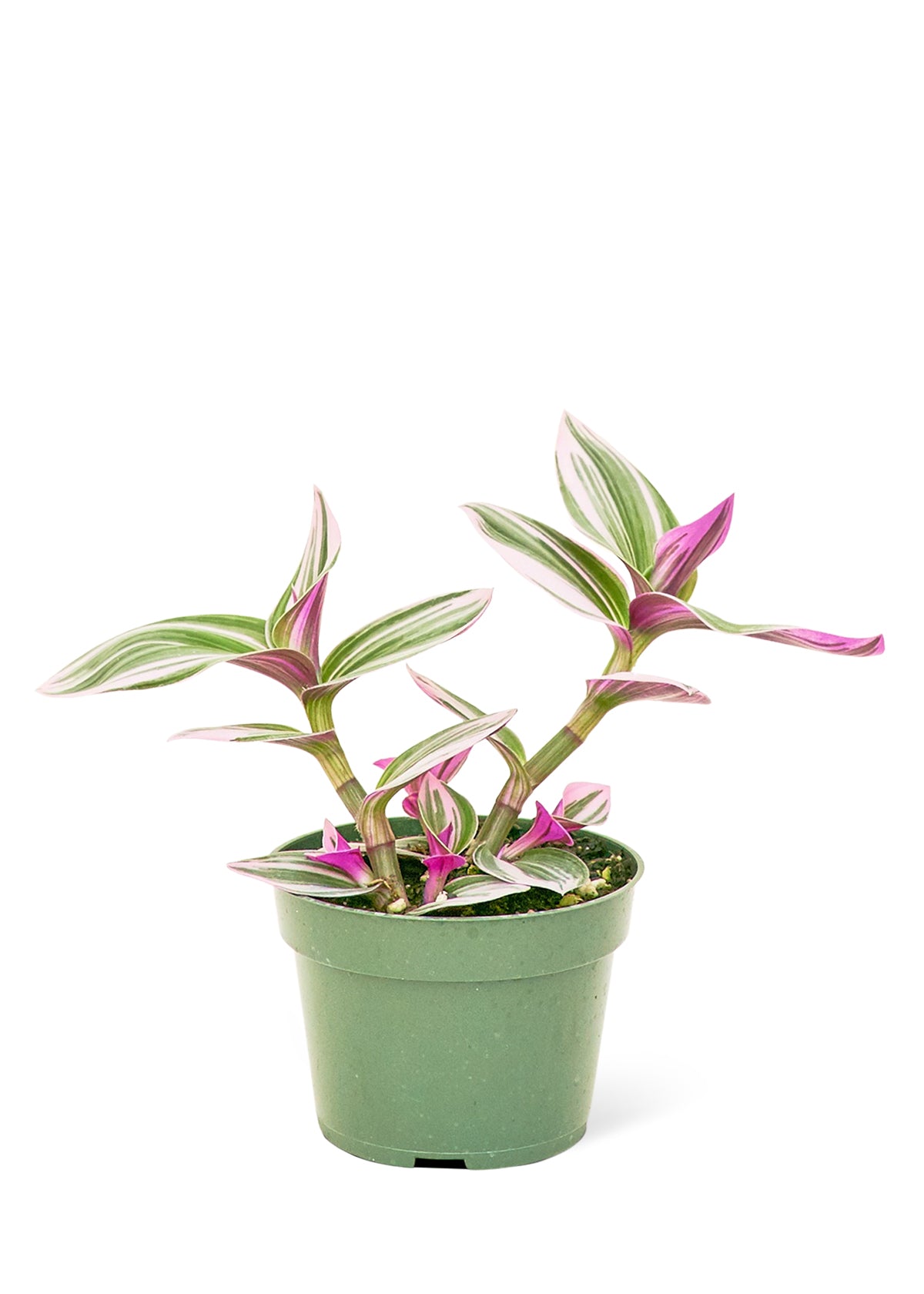 Tradescantia 'Nanouk' live houseplant – bright indirect light, purple and green variegated leaves, 4" pot, shipped from Florida
