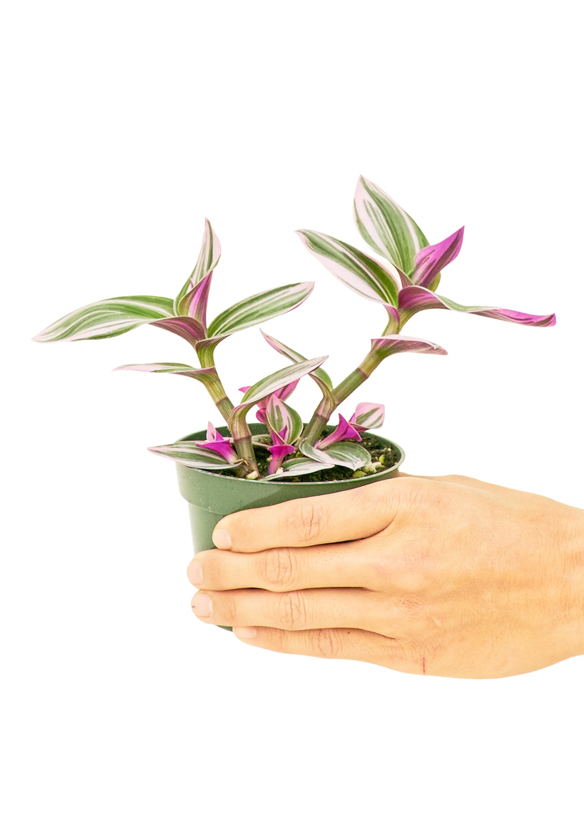 Tradescantia 'Nanouk' live houseplant – bright indirect light, purple and green variegated leaves, 4" pot held by hand, shipped from Florida