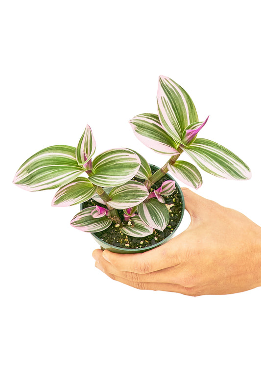 Tradescantia 'Nanouk' live houseplant – bright indirect light, purple and green variegated leaves, 4" pot, shipped from Florida