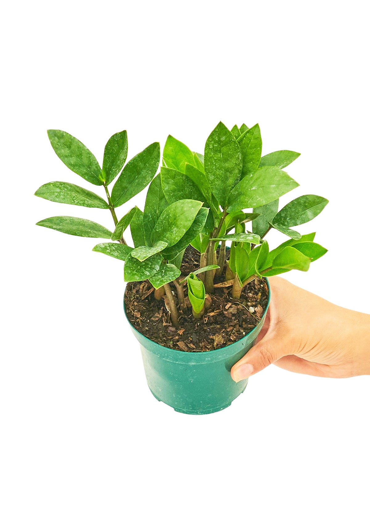 ZZ Plant Small from Blackwater Nursery – low-light indoor houseplant in a 4-inch pot, shipped from Naples, Florida. Wholesale and retail; perfect for home or office decor.