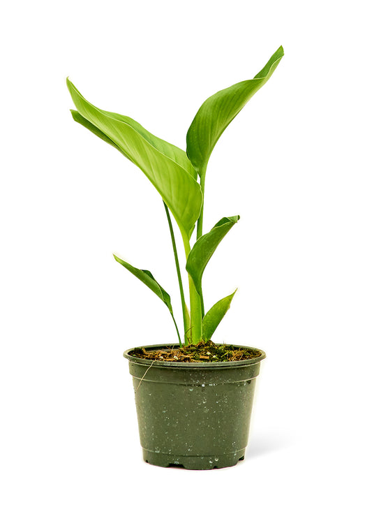 Blackwater Nursery white bird of paradise plant, medium size 6-inch pot – tropical houseplant for bright indirect light, wholesale and retail, shipped from Naples, Florida