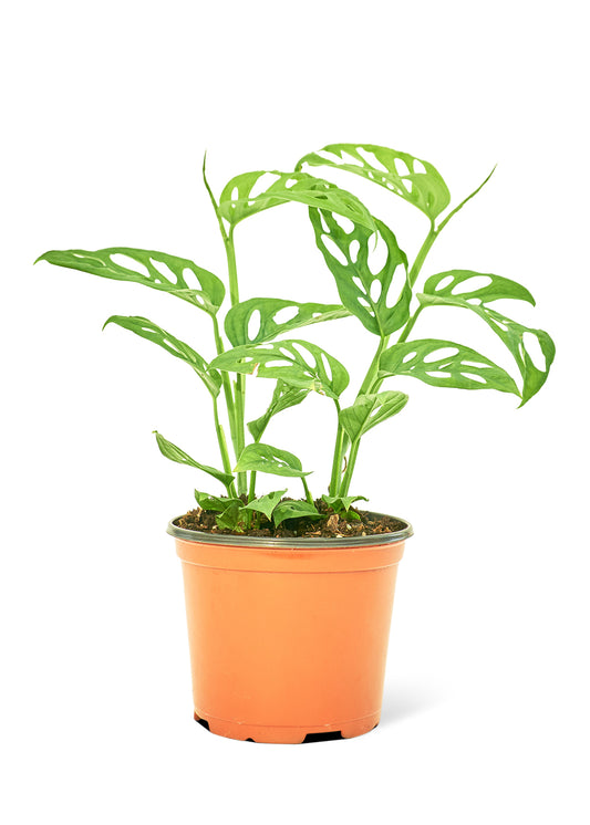 Swiss Cheese Vine live houseplant – medium to bright indirect light, 6" pot, shipped from Florida