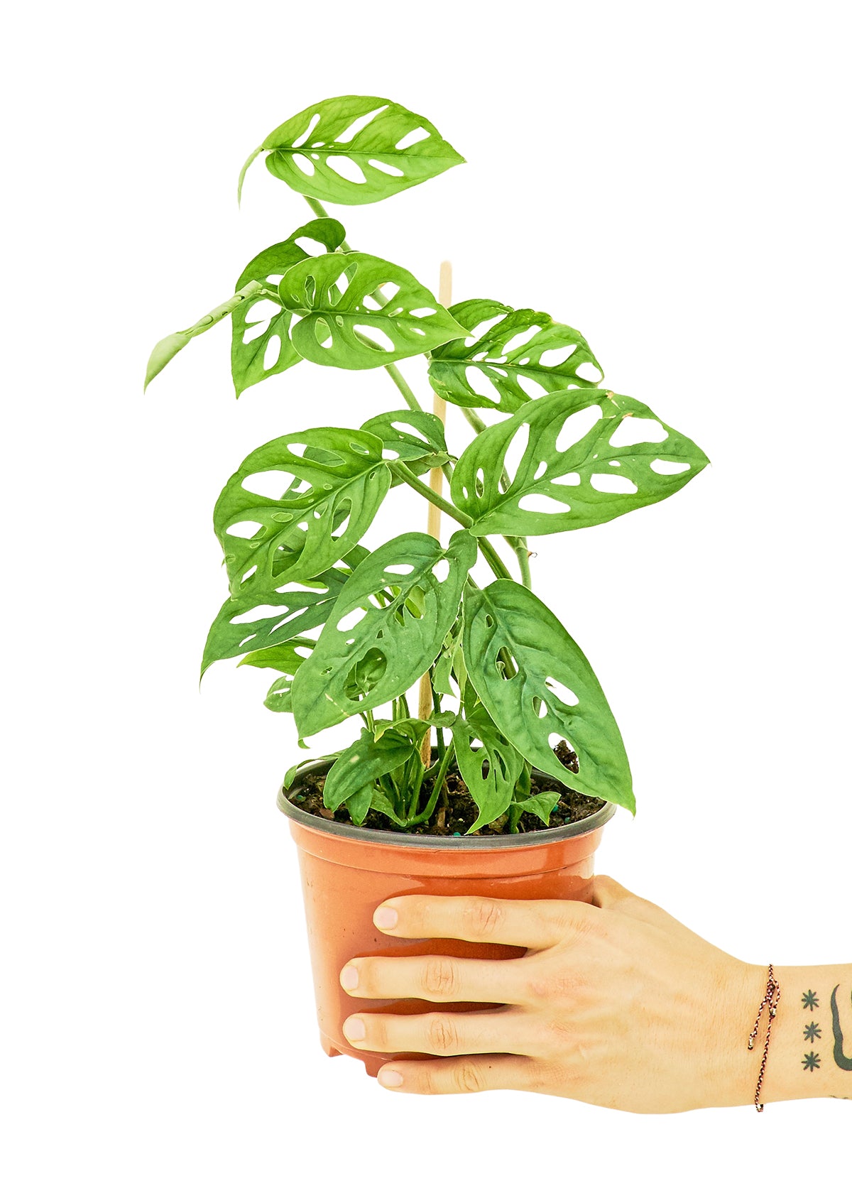 Swiss Cheese Vine live houseplant – medium to bright indirect light, 6" pot in hand with stake, shipped from Florida