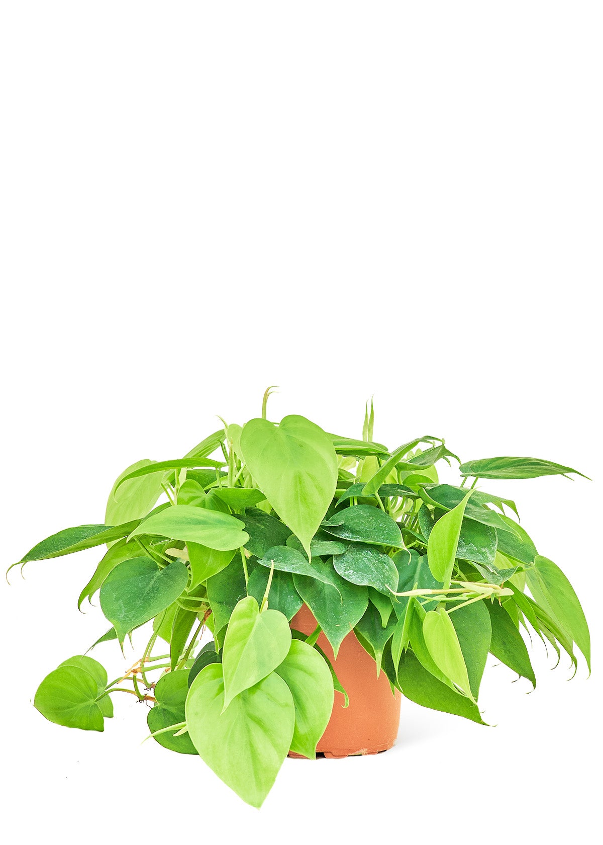 Sweetheart Philodendron live houseplant – low to bright indirect light, heart-shaped leaves, 6" pot, shipped from Florida