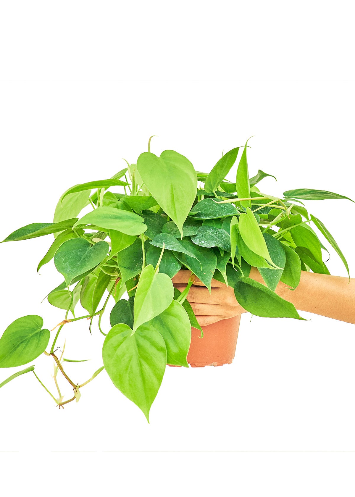 Sweetheart Philodendron live houseplant – low to bright indirect light, heart-shaped leaves, 6" pot, held in hand, shipped from Florida