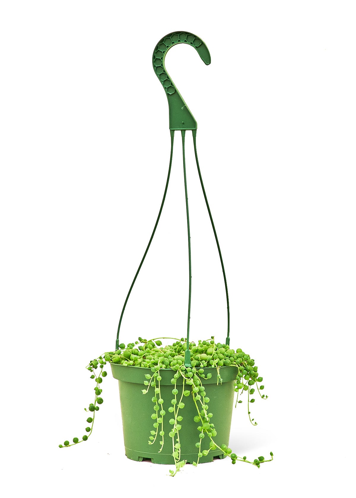 String of Pearls live houseplant – cascading succulent in green hanging pot, 6" pot, shipped from Florida