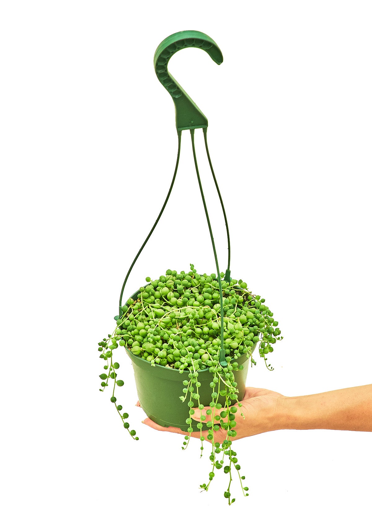 String of Pearls live houseplant – cascading succulent in green hanging pot, supported by hand, 6" pot, shipped from Florida