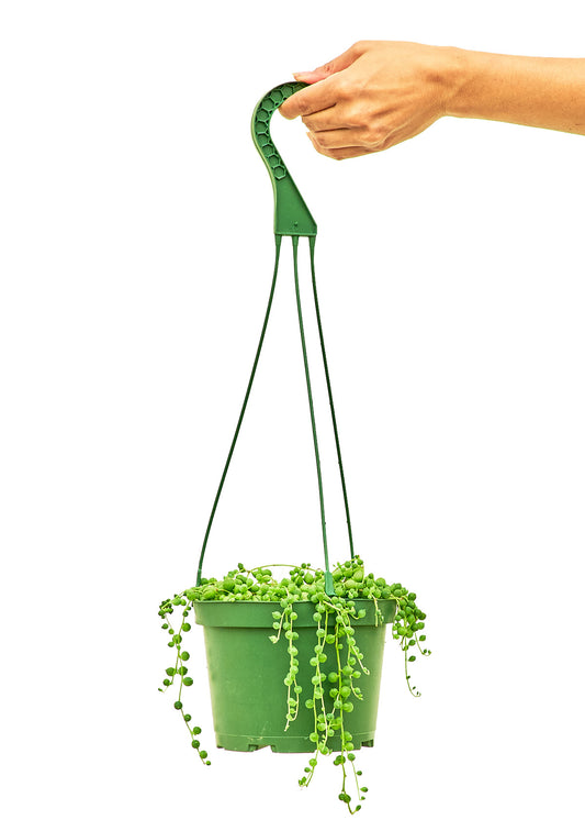 String of Pearls live houseplant – cascading succulent in green hanging pot, 6" pot, held by hand, shipped from Florida