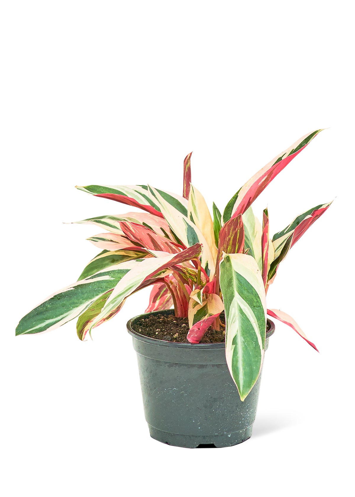 Stromanthe 'Triostar' live houseplant – green and pink variegated leaves, 6" pot, shipped from Florida