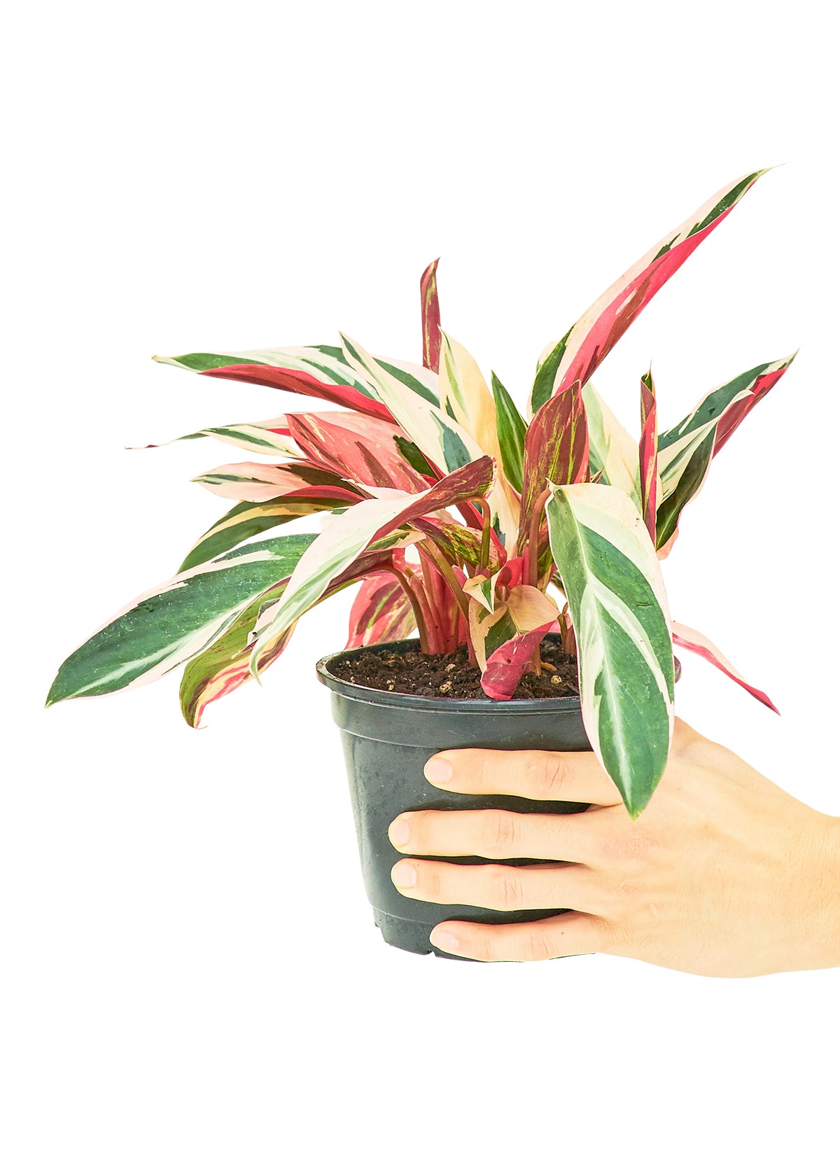 Stromanthe 'Triostar' live houseplant – green and pink variegated leaves, 6" pot, held by hand, shipped from Florida