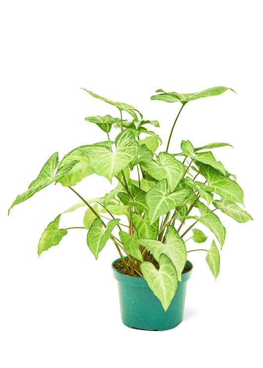 Blackwater Nursery white arrowhead plant houseplant, medium 6-inch pot – medium to bright indirect light, wholesale and retail, shipped from Naples, Florida
