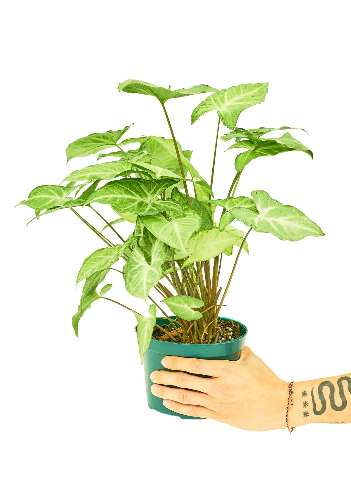 Blackwater Nursery white arrowhead plant houseplant, medium 6-inch pot, held in hand, thrives in medium to bright light, wholesale and retail, shipped from Naples, Florida