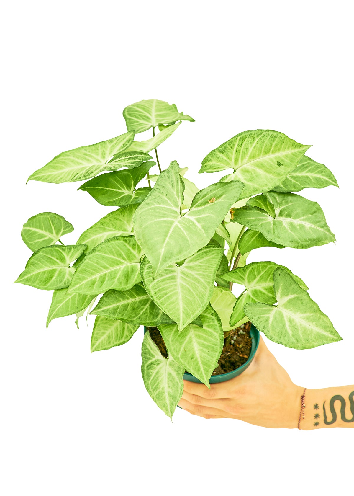 White Arrowhead Plant live houseplant – medium to bright indirect light, 6" pot, held to show size, shipped from Florida
