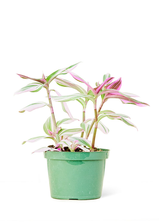 Tradescantia 'Nanouk' live houseplant – variegated purple and green leaves, 6" pot, shipped from Florida