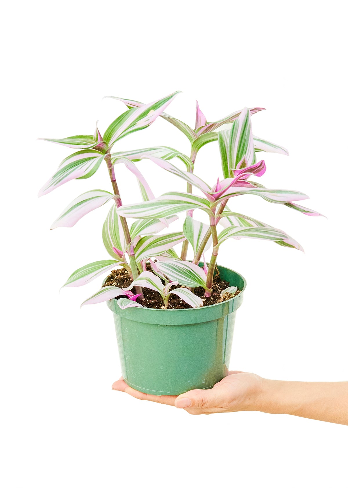 Tradescantia 'Nanouk' live houseplant – variegated purple and green leaves, 6" pot, held in hand, shipped from Florida