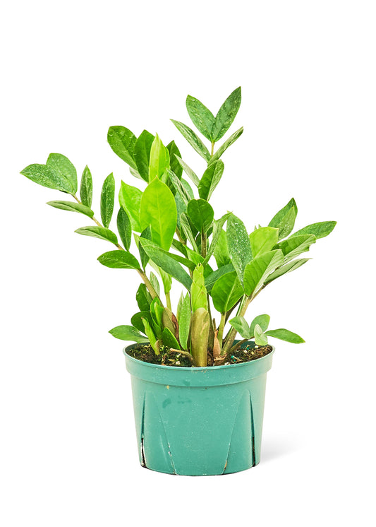Blackwater Nursery ZZ plant houseplant, medium 6-inch pot – low-light tolerant, wholesale and retail, Naples Florida