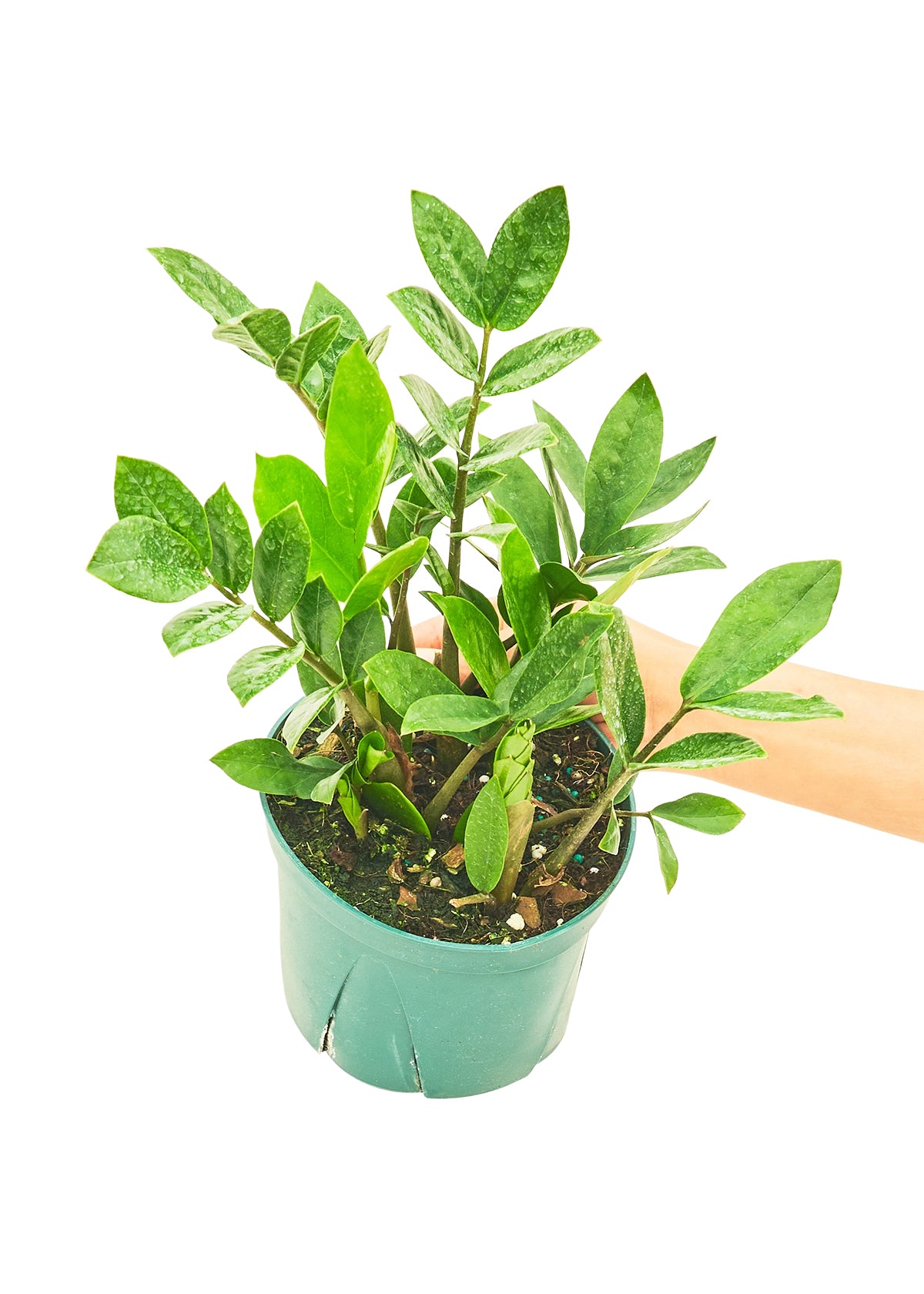 ZZ plant live houseplant – low-light tolerant, 6" pot, shipped from Florida