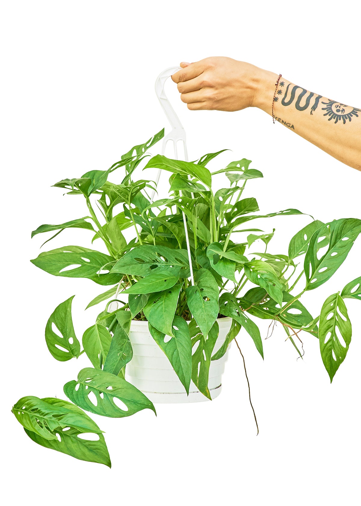 Swiss Cheese Vine live houseplant – medium to bright indirect light, white hanging pot with hook, held by hand, 8" hanging basket, shipped from Florida