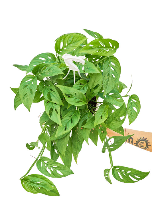 Swiss Cheese Vine live houseplant – medium to bright indirect light, 8" hanging basket, lush foliage, shipped from Florida