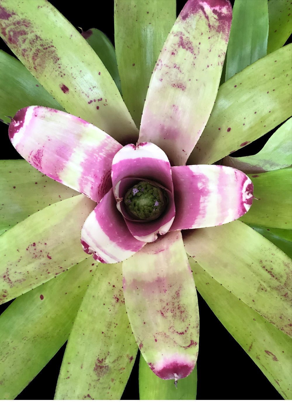 Neoregelia Allure