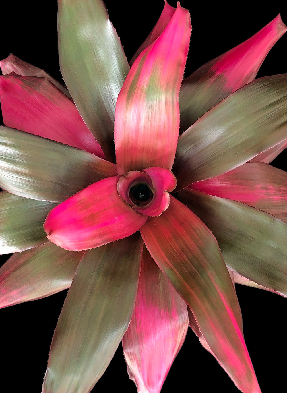 Neoregelia Amazonas (P.)