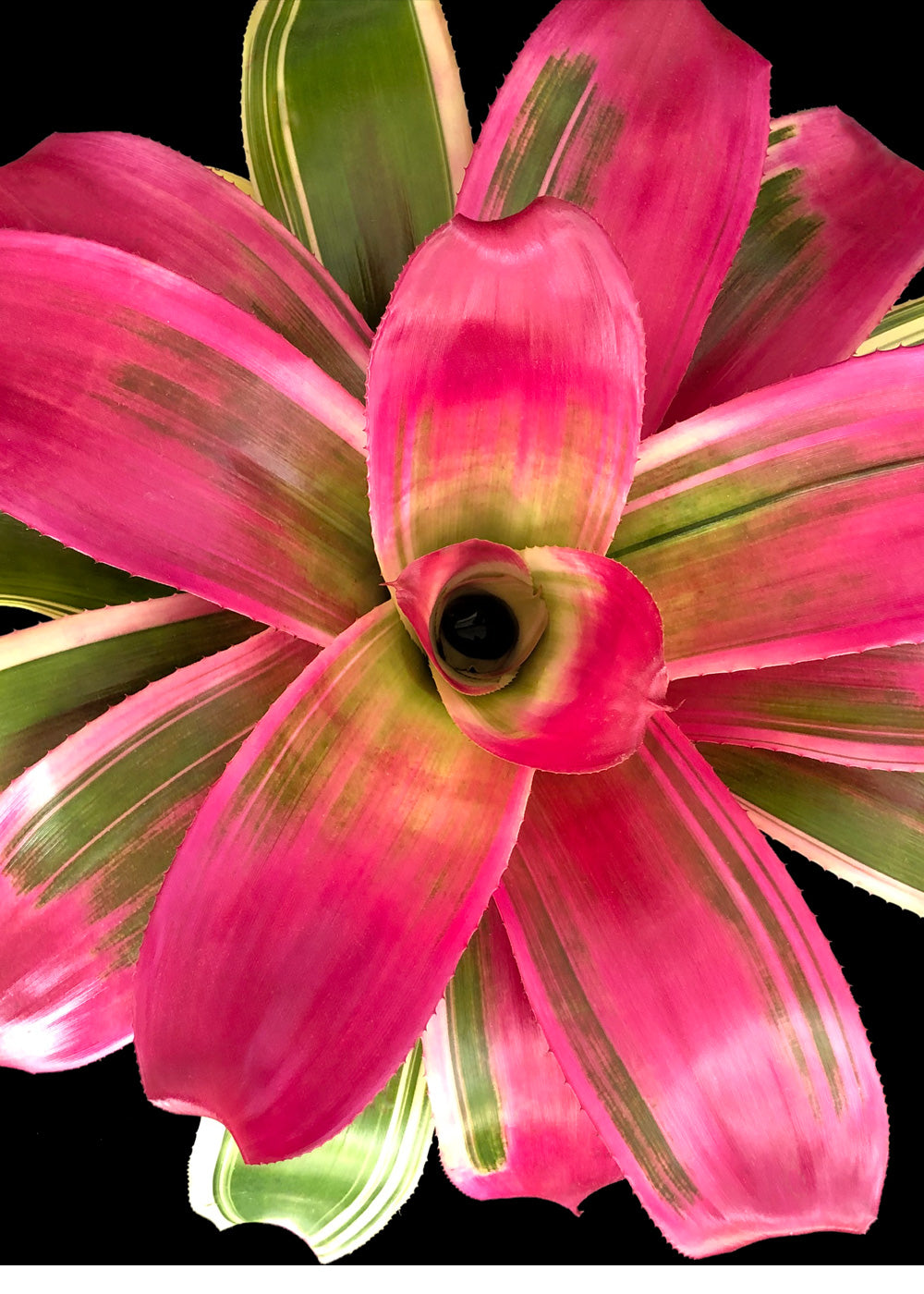 Neoregelia Autumn Rain (P.)