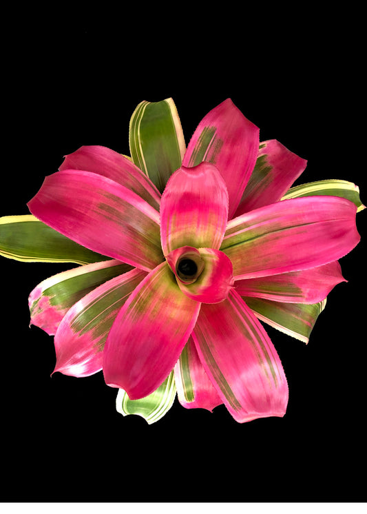 Neoregelia Autumn Rain (P.)