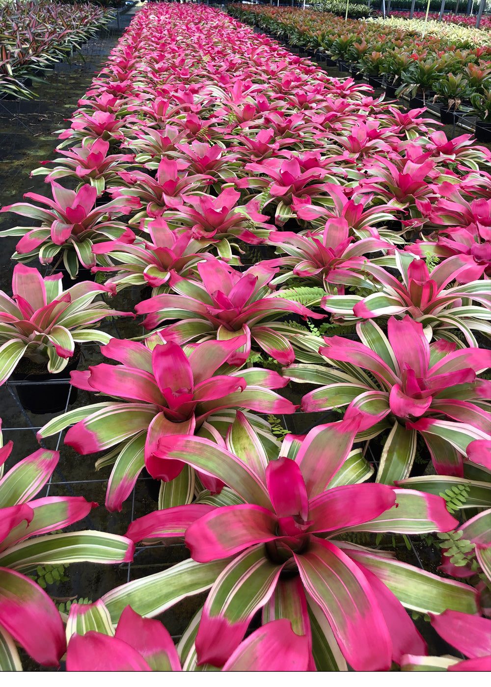 Neoregelia Autumn Rain (P.)