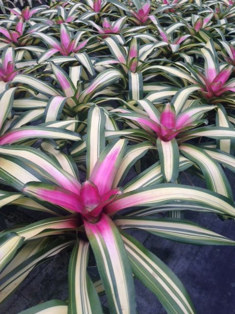 Neoregelia Full Moon