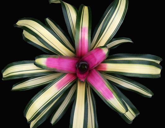 Neoregelia Full Moon