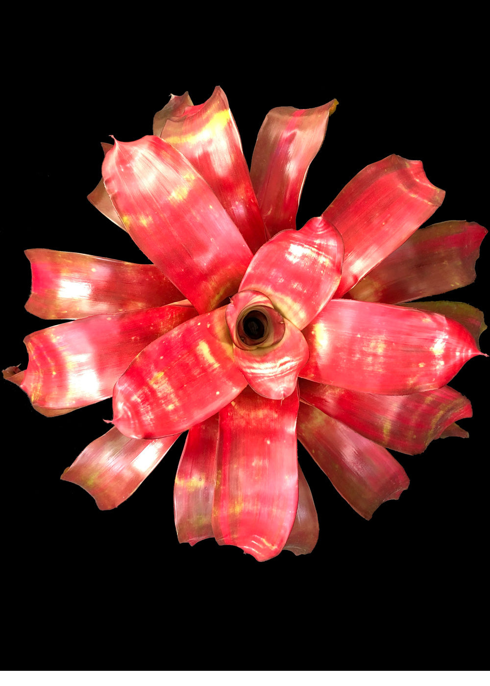 Neoregelia Golden Gate