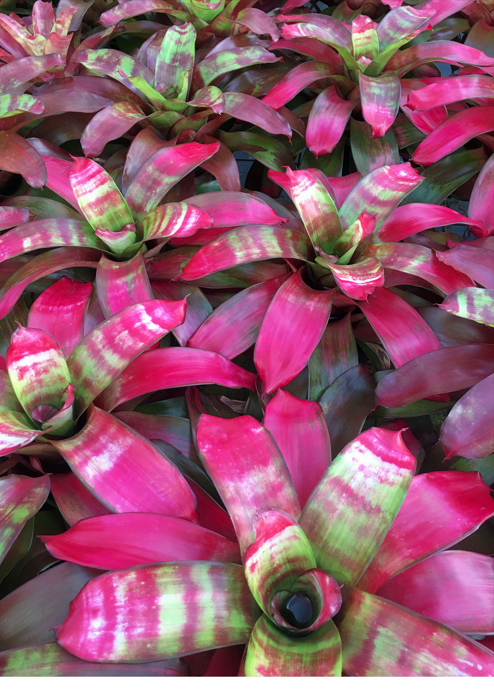 Neoregelia Golden Gate