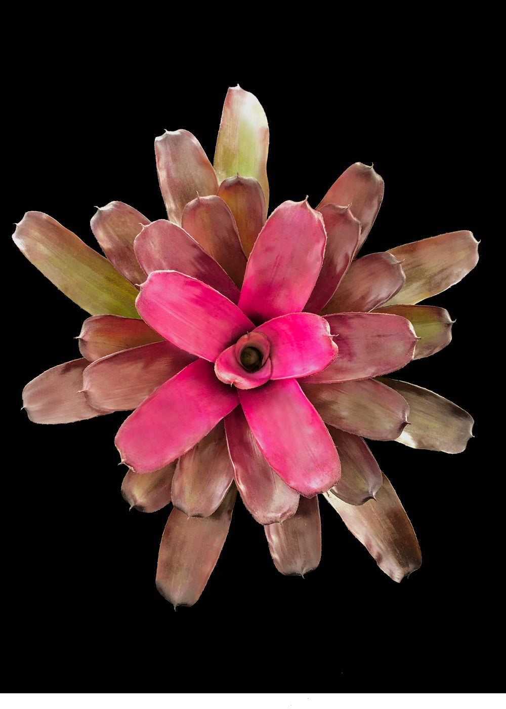 Neoregelia Gapevine