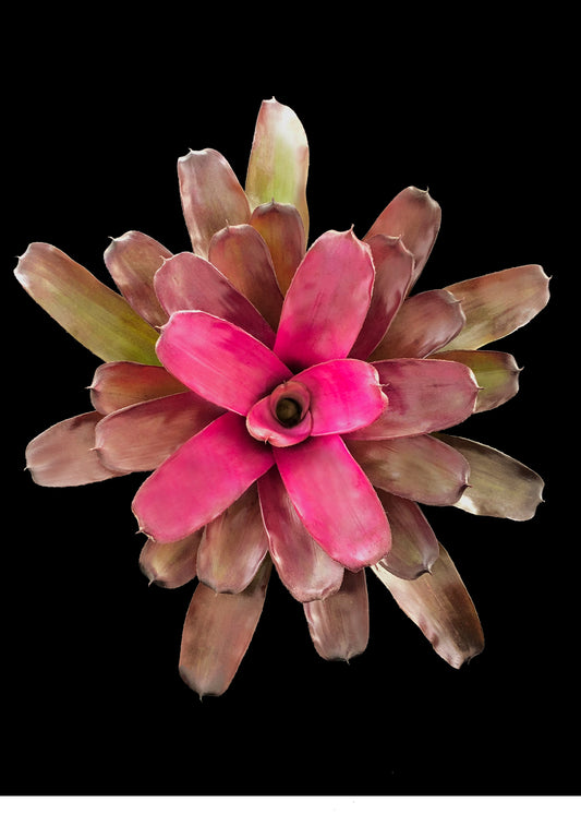 Neoregelia Gapevine