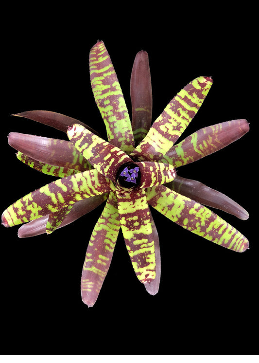 Neoregelia Guacamole