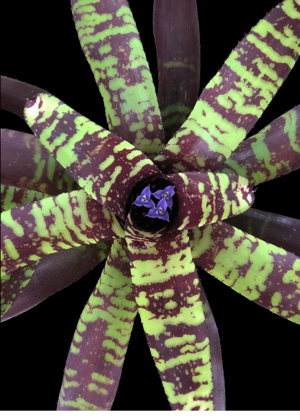 Neoregelia Guacamole