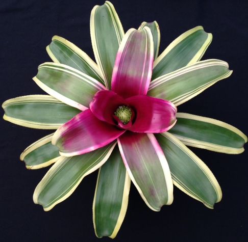 Neoregelia Charisma (P.)