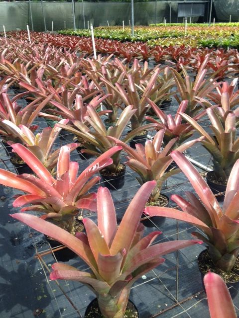 Neoregelia Cruenta Red