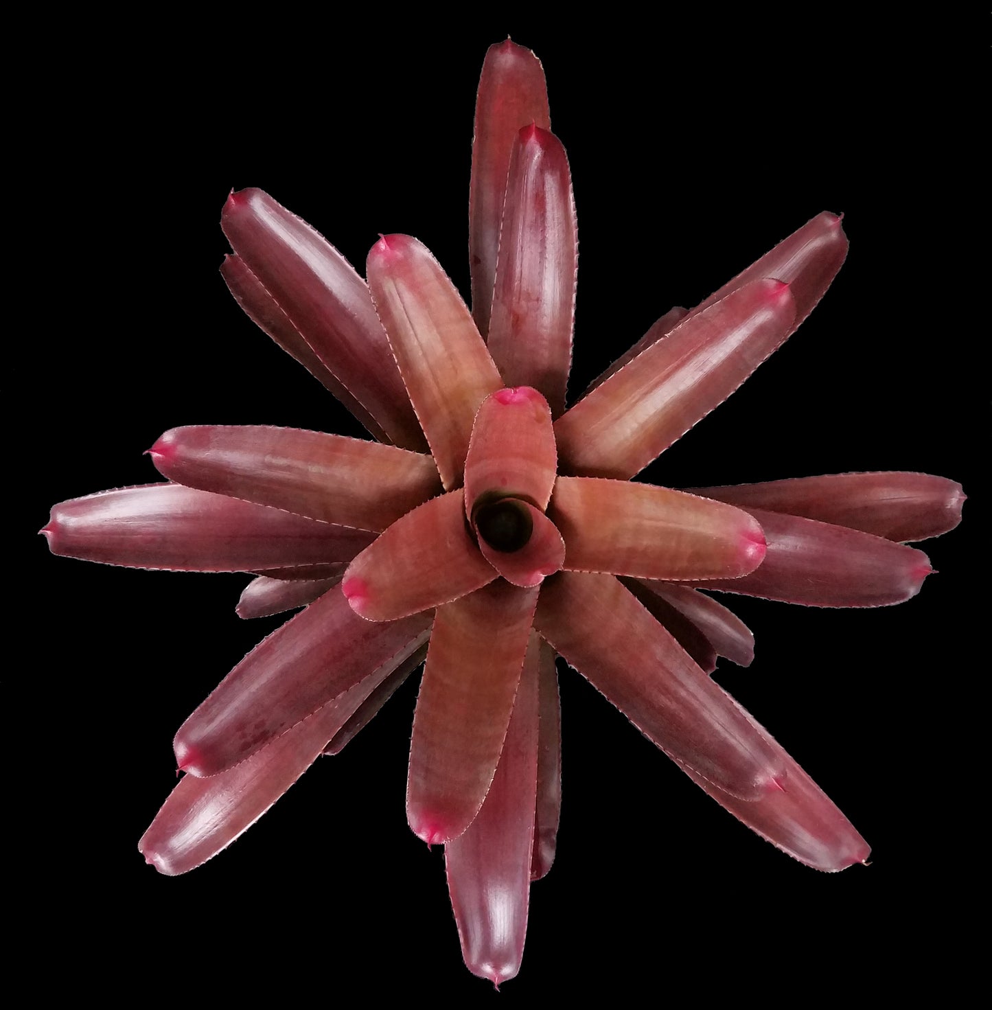Neoregelia Cruenta Red